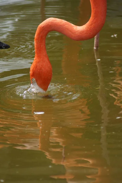 Flamingo Karaiby - Phoenicopterus ruber — Zdjęcie stockowe