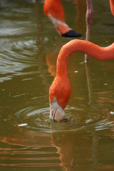 Flamingo caribenho - Phoenicopterus ruber — Fotografia de Stock