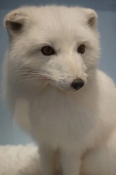 Polární liška - Vulpes lagopus — Stock fotografie