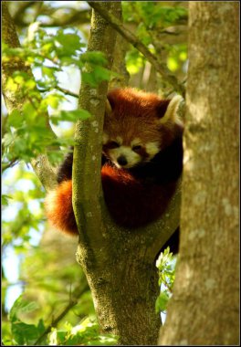Red Panda - Ailurus fulgens