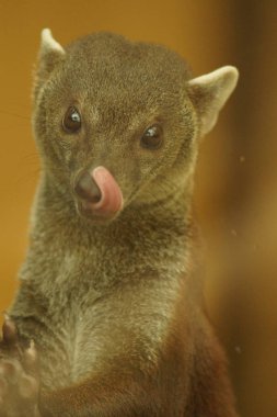 Ring-Tailed Vontsira - Galidia elegans