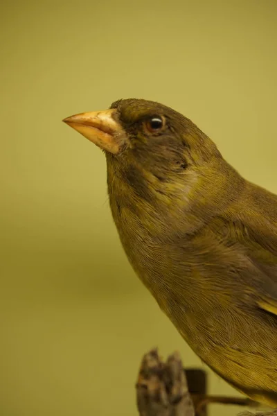 유럽 Greenfinch-Chloris chloris — 스톡 사진