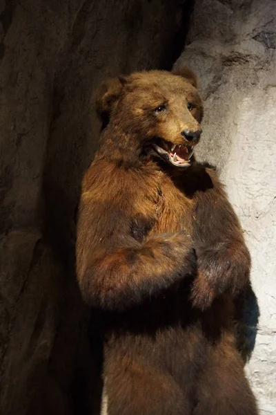 Niedźwiedź brązowy - Ursus arctos — Zdjęcie stockowe