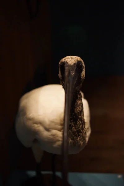 Heilige ibis - threskiornis aethiopicus — Stockfoto