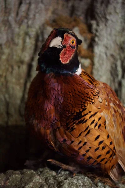 Bažant obecný - phasianus colchicus — Stock fotografie