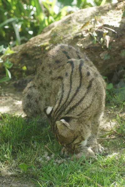 Balıkçı kedi - prionailurus viverrinus — Stok fotoğraf