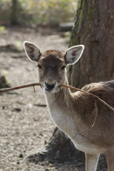 Dovhjort - dama dama — Stockfoto