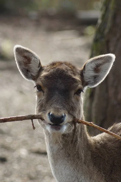 Dovhjort - dama dama — Stockfoto