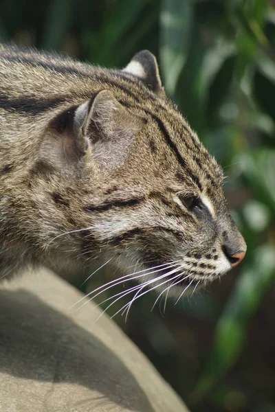 Fiskekatt - Prionailurus viverrinus – stockfoto