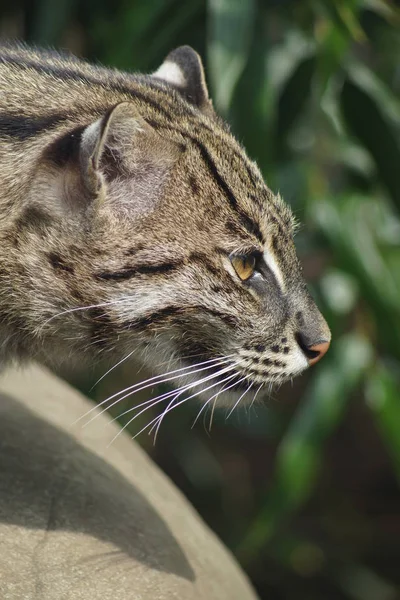 Рыбацкий кот - Prionailurus viverrinus — стоковое фото