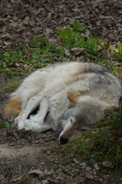 Szary wilk - Canis lupus — Zdjęcie stockowe