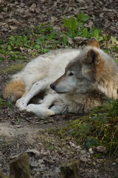 Grijze Wolf - Canis lupus — Stockfoto