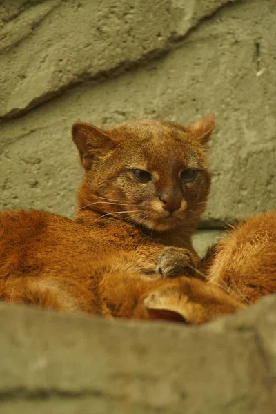 Jaguarundi - Puma yagouaroundi — Stok fotoğraf