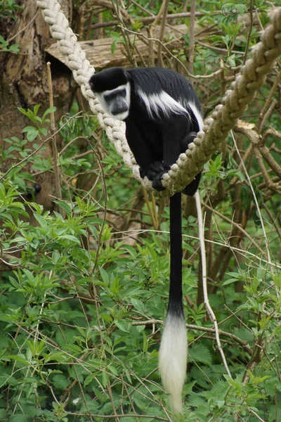 Rey colobo - colobus polykomos —  Fotos de Stock