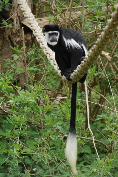 King Colobus - Colobus polykomos — Stock Photo, Image