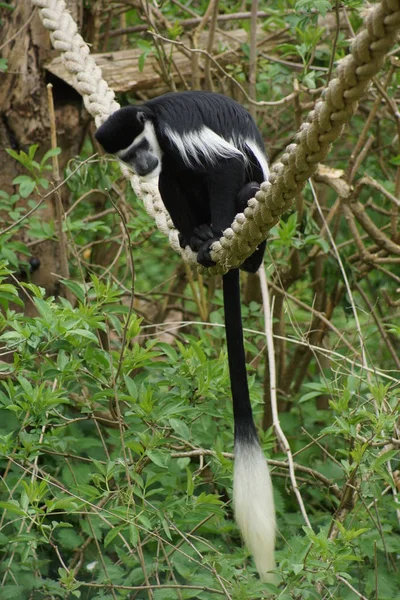 Colobus - colobus polykomos Kral — Stok fotoğraf