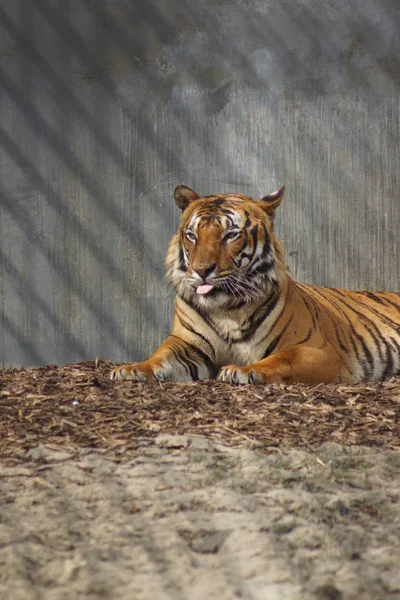 Tigre malese - Panthera tigris jacksoni — Foto Stock