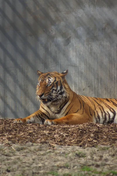 Malayan Tiger - jacksoni τίγρη Panthera — Φωτογραφία Αρχείου