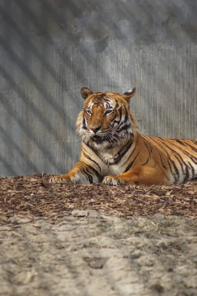 Malayan Tiger - Panthera tigris jacksoni — Stock Photo, Image