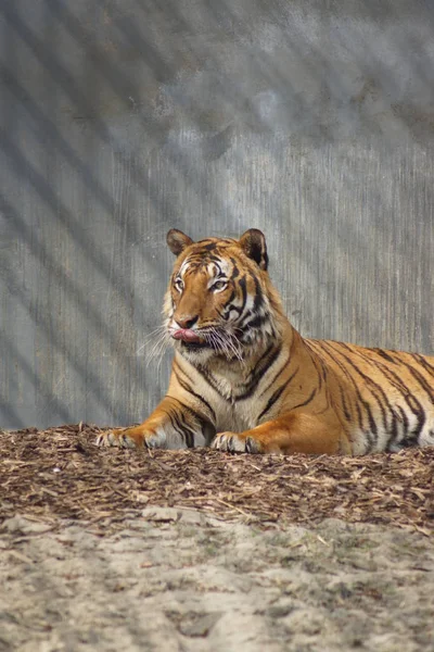 Malayan Tiger - Panthera tigris jacksoni — Stock Photo, Image