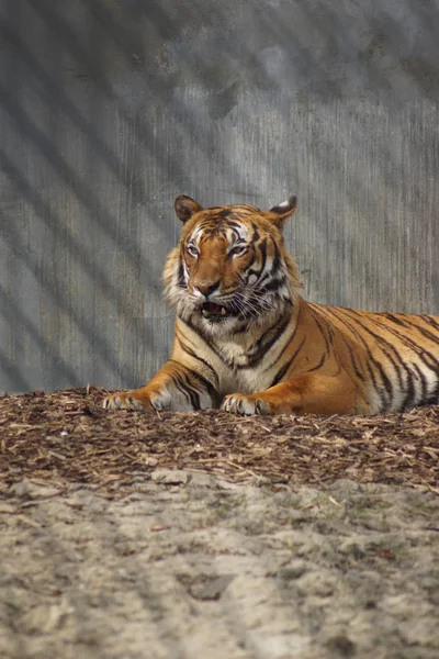 Малайский тигр - Panthera tigris jacksoni — стоковое фото