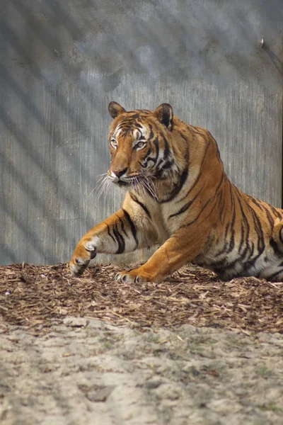 Малайский тигр - Panthera tigris jacksoni — стоковое фото