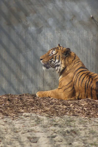 Maleise tijger - Panthera tigris jacksoni — Stockfoto