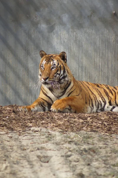 Malayan Tiger - jacksoni τίγρη Panthera — Φωτογραφία Αρχείου