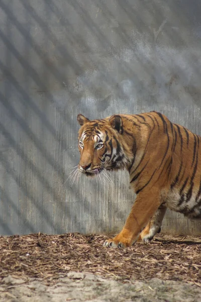 Tygrys Malajski - Panthera tigris jacksoni — Zdjęcie stockowe