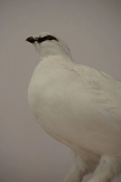 Ptarmigan - Lagopus muta — Fotografia de Stock