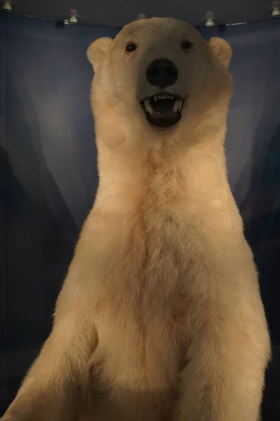 Niedźwiedź polarny - ursus maritimus — Zdjęcie stockowe