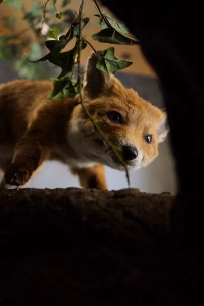 Red Fox - Vulpes vulpes — Stock Photo, Image