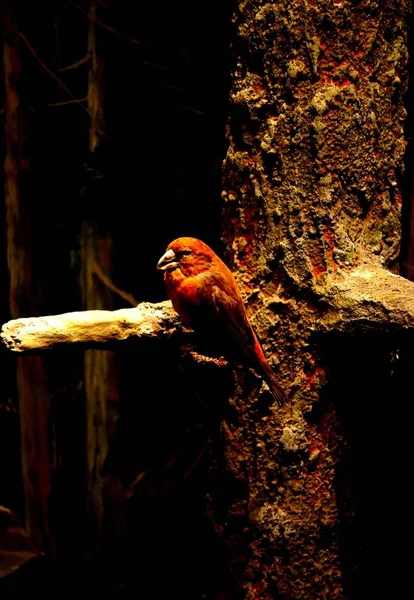 Crossbill rojo - Loxia curvirostra —  Fotos de Stock