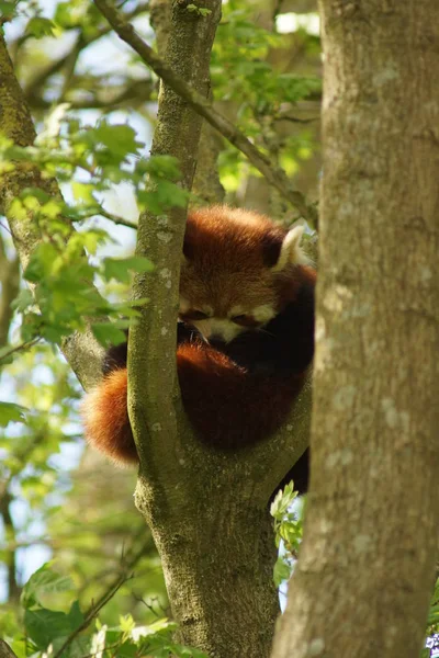 Panda Vermelha - Ailurus fulgens — Fotografia de Stock