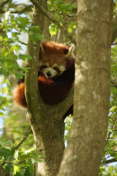 레드 팬더-Ailurus fulgens — 스톡 사진