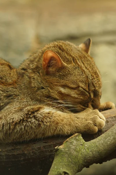 Gato manchado enferrujado - Prionailurus rubiginosus — Fotografia de Stock