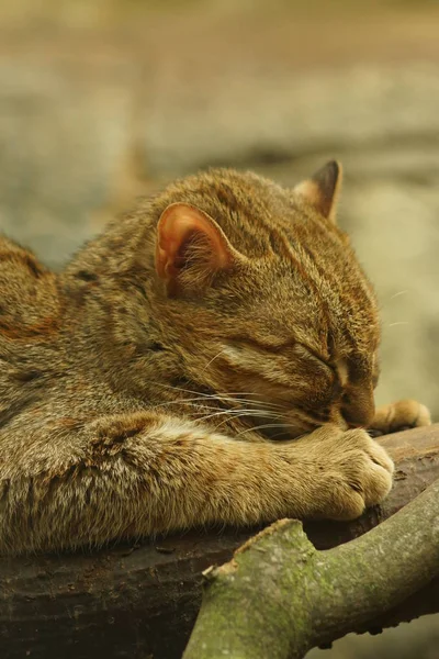 Gato manchado oxidado - Prionailurus rubiginosus — Foto de Stock