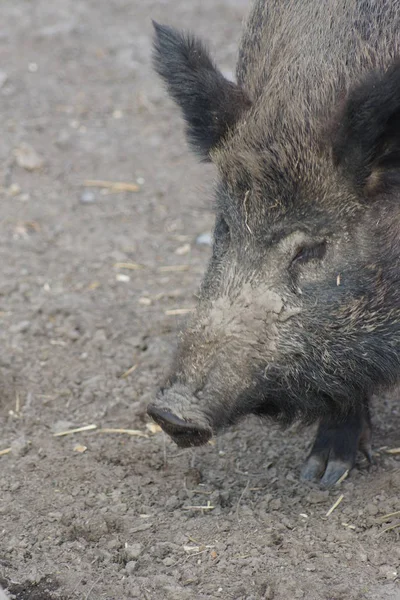 Jabalí - Sus scrofa — Foto de Stock