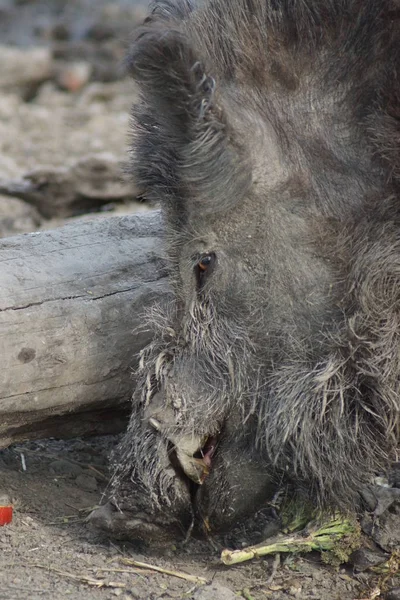 Wild zwijn - sus scrofa — Stockfoto