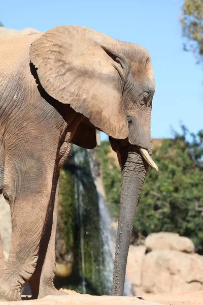 Afrika Bush Fil Loxodonta Africana — Stok fotoğraf