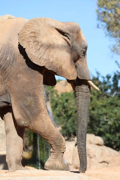 Elefante Africano Bush Loxodonta Africana — Foto de Stock