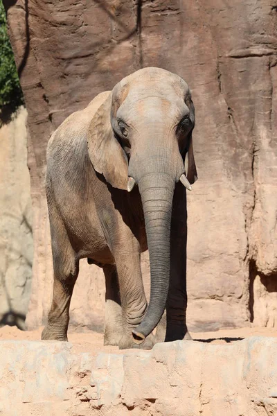 Afrika Bush Fil Loxodonta Africana — Stok fotoğraf