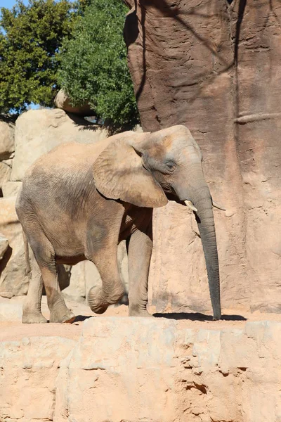 非洲布什大象 Africana — 图库照片