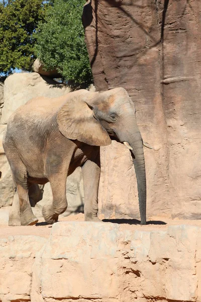 Afrikanska Bushen Elefant Loxodonta Africana — Stockfoto