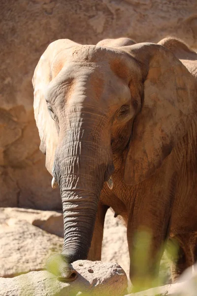 Elefante Africano Bush Loxodonta Africana — Foto de Stock