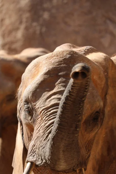 Elefante Africano Bush Loxodonta Africana — Foto de Stock