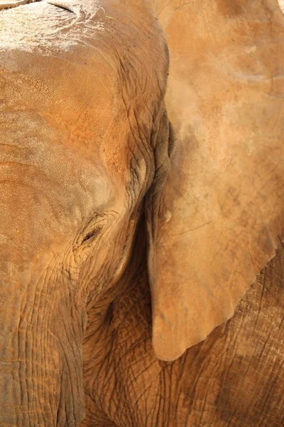 African Bush Elephant Loxodonta Africana — Stock Photo, Image