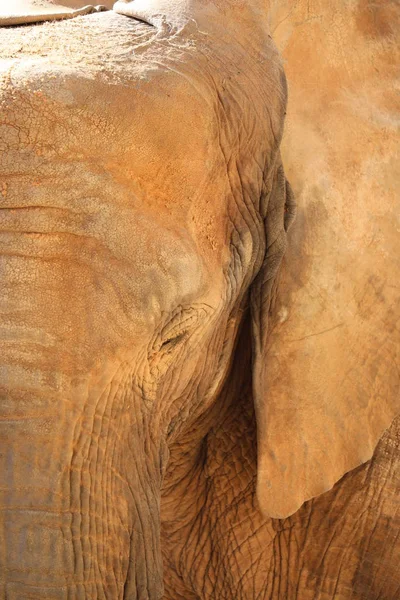 African Bush Elephant Loxodonta Africana — Stock Photo, Image