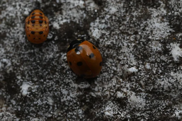 7-Spot Ladybird - перегородка Coccinella — стокове фото