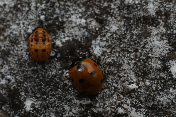 7-Spot Ladybird - Coccinella septempunctata — Fotografia de Stock